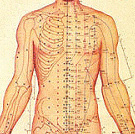 meridian torso